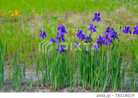 群生する仲良しのアヤメ 78328029