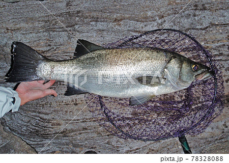 堂々たる体躯のヒラスズキ 堂々たる体躯のヒラスズキ 78328088