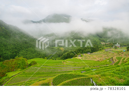 丸山千枚田の朝霧 78328101