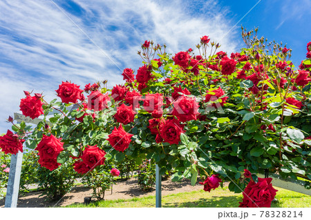 アンクルウォルター アンクルウォルター 78328214