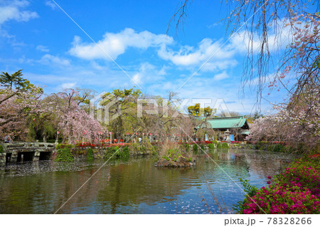三嶋大社の満開の枝垂れ桜と水面に映える景観 三嶋大社の満開の枝垂れ桜と水面に映える景観 78328266