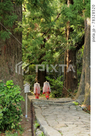 熊野古道　大門坂入口の夫婦杉　【和歌山県那智勝浦町】 78328520