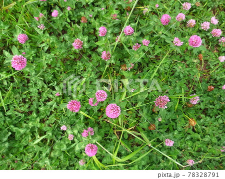 アカツメクサ アカツメクサ 78328791
