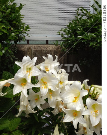 百合の花 78328866