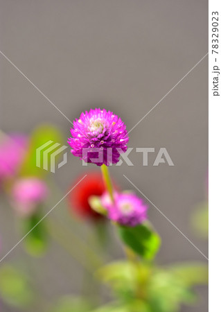 秋の里山ガーデンフェスタ2020大花壇　秋の花々・センニチコウ 78329023