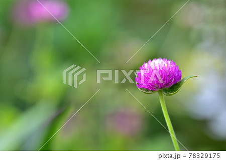 秋の里山ガーデンフェスタ2020大花壇　秋の花々・センニチコウ 78329175