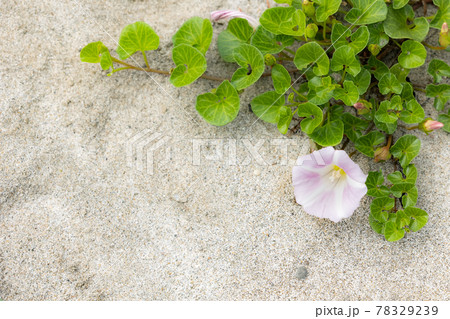 ボタニカルライフで心を癒す色とりどりの植物たち 78329239