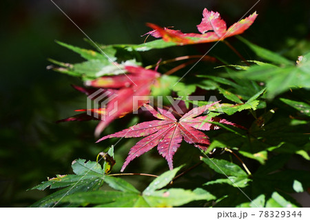 紅く色づく秋のカエデ 78329344