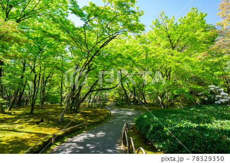 京都　宝厳院の新緑 78329350