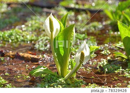 水辺に咲くミズバショウの花　福島県昭和村矢の原湿原 78329426