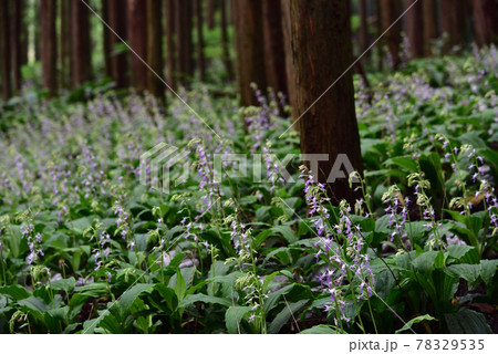 ナツエビネ、塩谷町、栃木県 ナツエビネ、塩谷町、栃木県 78329535