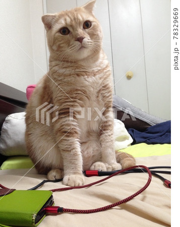 わんことにゃんこの日常の写真素材