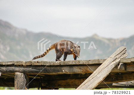 アカハナグマ 78329921