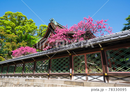 京都　御香宮神社（ごこうのみやじんじゃ）の本殿と菊桃 78330095