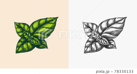 Basil leaves for Pesto sauce. Green vegetarian food. Engraved hand drawn sketch. 78330133