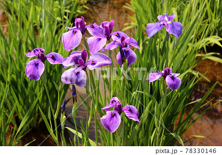 満開になった東村山市にある北山公園のハナショウブ（5） 78330146