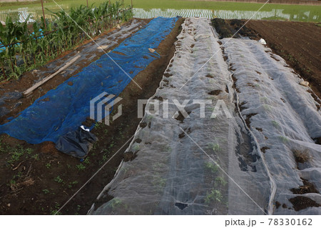 鳥よけ、寒冷紗ベタがけ栽培 78330162