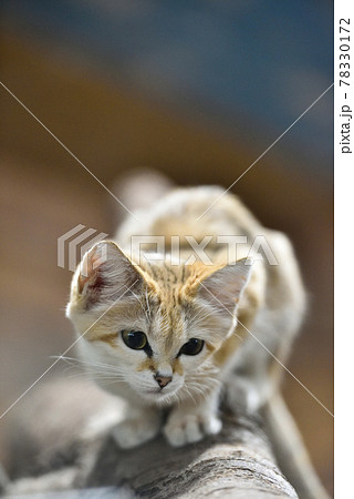 スナネコ 78330172