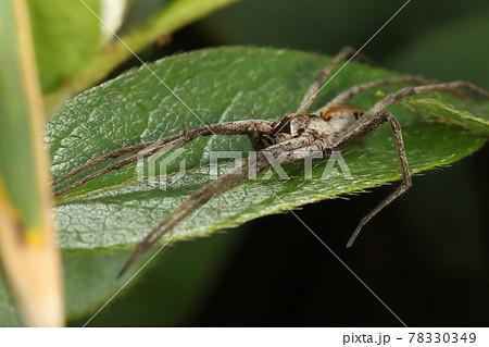 生き物　蜘蛛　アズマキシダグモ、模様は色々ですが顔は黒。大きく開けた口の様に見える？ 78330349