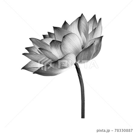 black lotus flower on white background 78330887