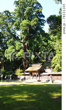 若狭国二宮　若狭姫神社（下社）本殿と千年杉 78331105