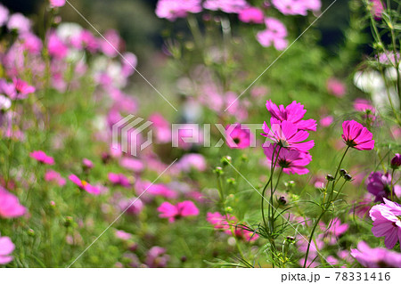 秋の里山ガーデンフェスタ2020大花壇 秋の花々・コスモス 秋の里山ガーデンフェスタ2020大花壇 秋の花々・コスモス 78331416