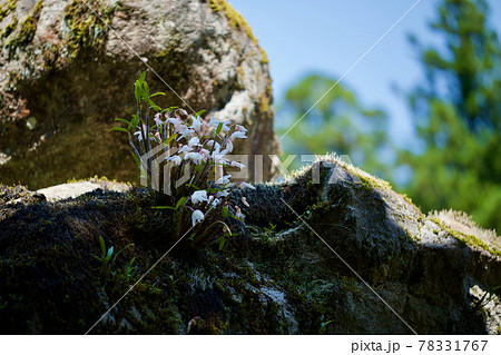 石の上に咲く白い蘭と苔 大雄山 の写真素材
