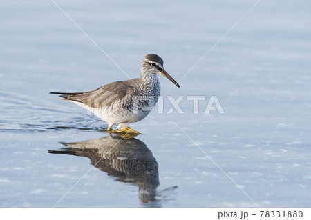 キアシシギ キアシシギ 78331880