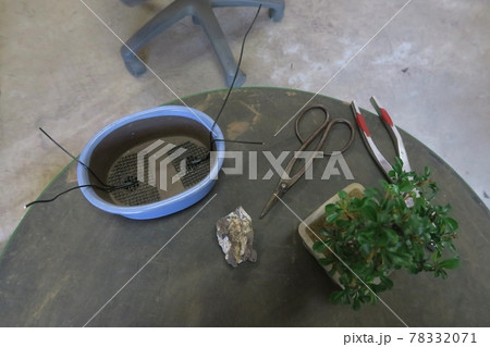 Bonsai repotting Bonsai repotting 78332071