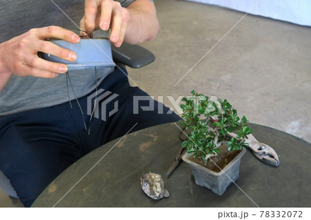 Bonsai repotting Bonsai repotting 78332072