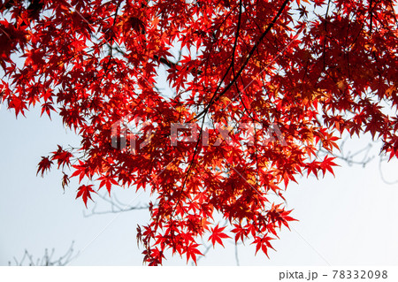 真っ赤に紅葉した楓の葉 78332098