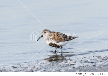 ハマシギ夏羽 78332115