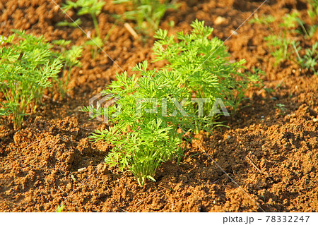 沖縄 津堅島の風景 にんじんの苗 沖縄 津堅島の風景 にんじんの苗 78332247