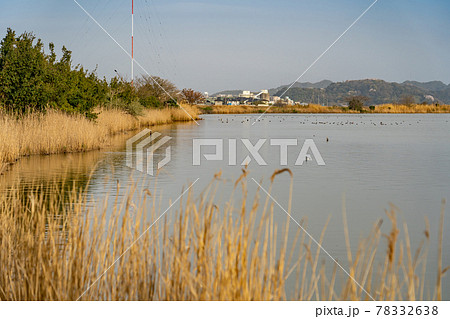 鳥取県米子市　春の米子水鳥公園の夕景 78332638