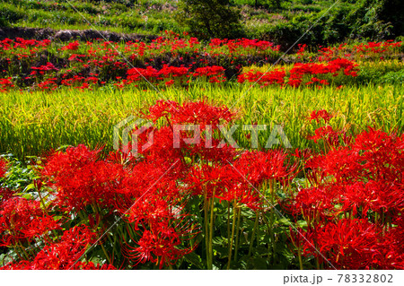 稲渕の棚田と彼岸花 78332802