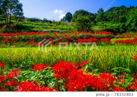 稲渕の棚田と彼岸花 稲渕の棚田と彼岸花 78332803