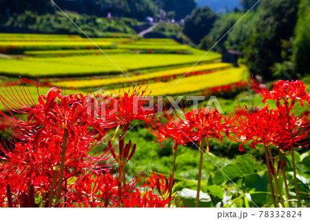 稲渕の棚田と彼岸花 78332824