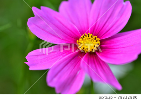 秋の里山ガーデンフェスタ2020大花壇　秋の花々・コスモス 78332880