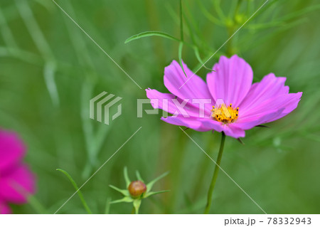 秋の里山ガーデンフェスタ2020大花壇　秋の花々・コスモス 78332943