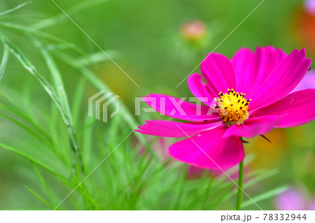 秋の里山ガーデンフェスタ2020大花壇 秋の花々・コスモス 秋の里山ガーデンフェスタ2020大花壇 秋の花々・コスモス 78332944