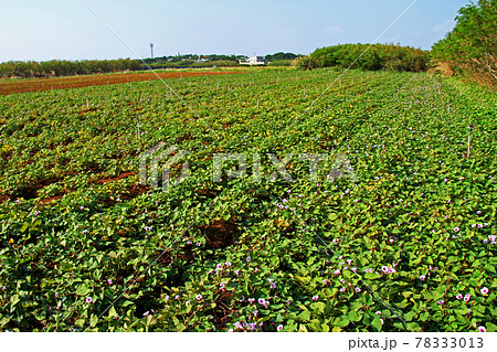 沖縄の特産品　紅芋の畑 78333013