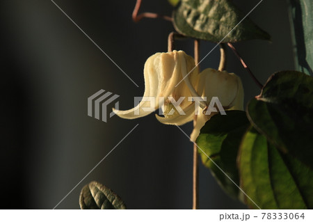 クレマチスの花（ベランダガーデニング） 78333064