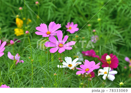 秋の里山ガーデンフェスタ2020大花壇　秋の花々・コスモス 78333069