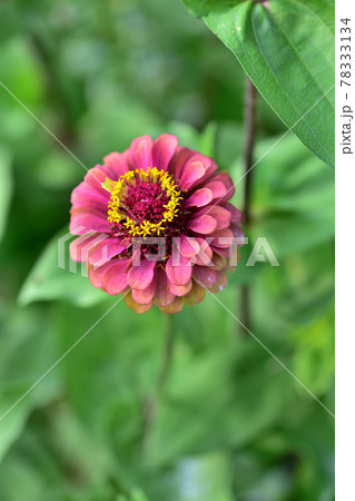 秋の里山ガーデンフェスタ2020大花壇　秋の花々・ジニア 78333134