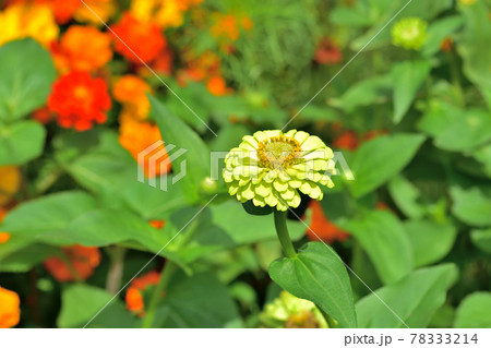 秋の里山ガーデンフェスタ2020大花壇　秋の花々・ジニア 78333214