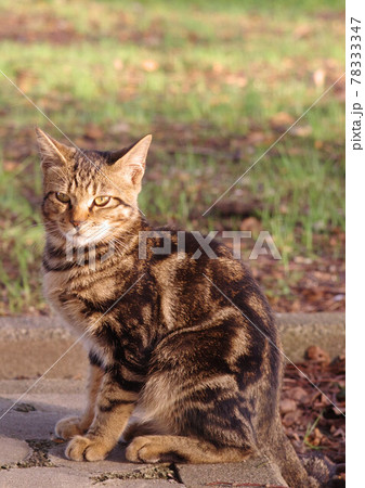 子猫 子猫 78333347