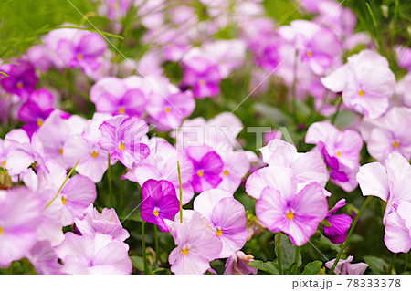 ピンクの小さな花畑 ピンクの小さな花畑 78333378