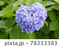 ハートの紫陽花 78333383