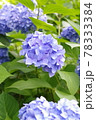 紫の紫陽花 78333384