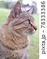 猫 78333386